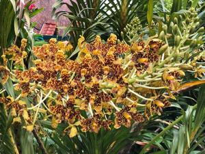 Grammatophyllum speciosum