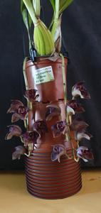 Grammatophyllum stapeliiflorum