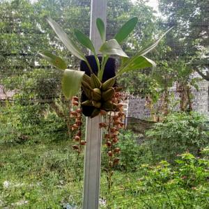 Grammatophyllum stapeliiflorum