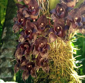 Grammatophyllum stapeliiflorum