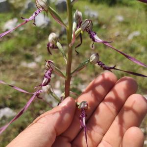 Himantoglossum hircinum