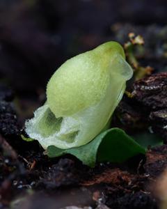 Corybas unguiculatus