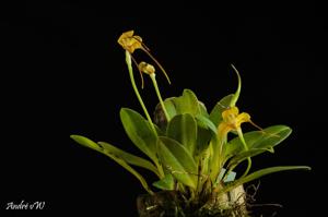 Masdevallia discolor