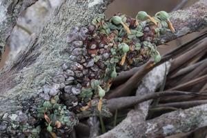 Constantia cipoensis