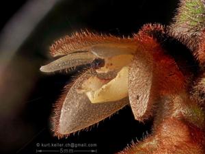 Trichotosia velutina