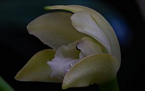 Cattleya virens