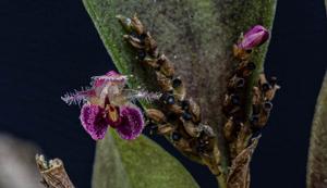 Anathallis laciniata