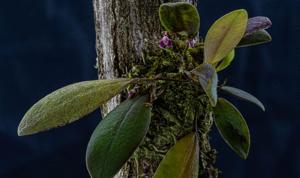 Anathallis laciniata