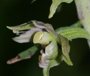 Epipactis helleborine