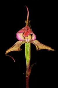 Disperis capensis var. capensis