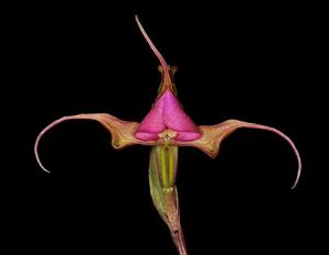 Disperis capensis var. capensis