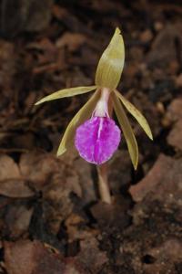 Nervilia umphangensis