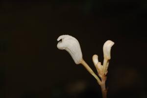 Didymoplexis pallens