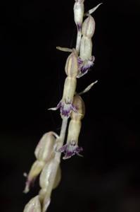 Stereosandra javanica