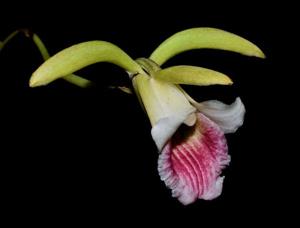 Chondrorhyncha hirtzii