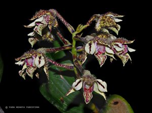 Dendrobium finisterrae