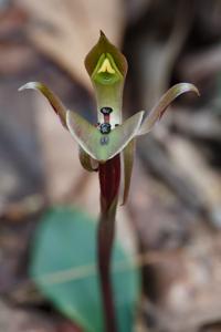 Chiloglottis gunnii