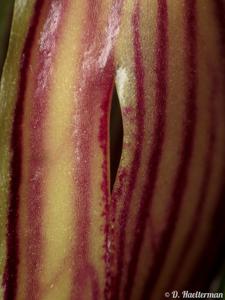 Zootrophion oblongifolium