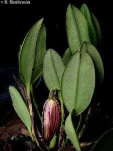 Zootrophion oblongifolium