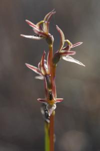 Prasophyllum rostratum