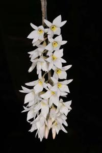 Dendrobium barbatulum