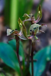 Chiloglottis gunnii