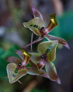 Chiloglottis gunnii