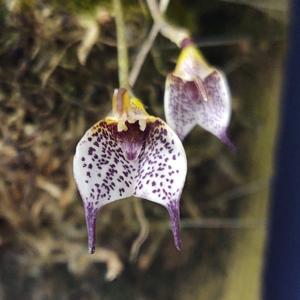 Masdevallia floribunda