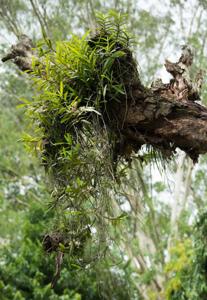 Cleisocentron pallens