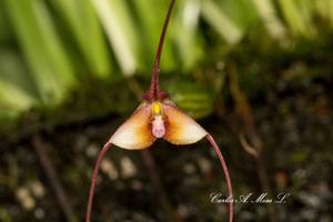 Dracula cochliops