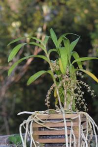 Tridactyle tridactylites