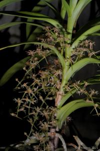 Tridactyle tridactylites