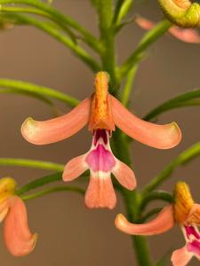 Cynorkis gibbosa