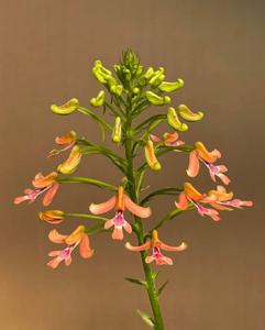 Cynorkis gibbosa