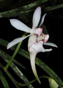 Holcoglossum lingulatum