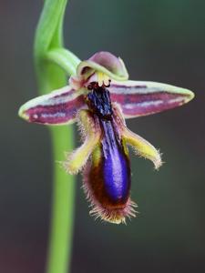 Ophrys speculum subsp. regis-ferdinandii