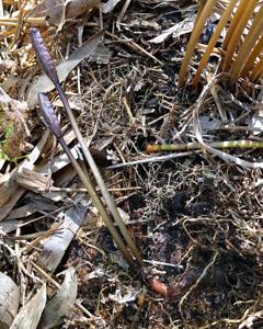 Gastrodia pubilabiata