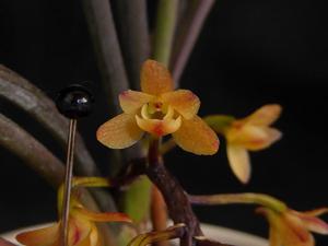 Holcoglossum nagalandense