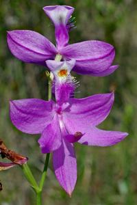 Calopogon tuberosus