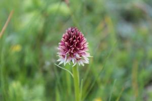 Gymnadenia rhellicani