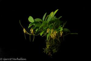Masdevallia filaria