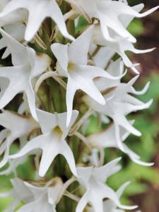 Peristylus constrictus