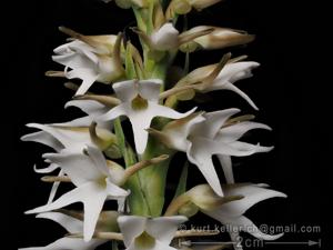 Peristylus constrictus