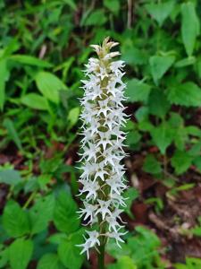 Peristylus constrictus