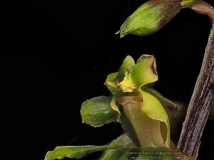 Nephelaphyllum tenuiflorum