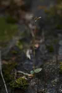 Cheirostylis clibborndyeri