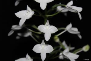Habenaria lindleyana