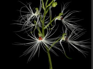 Habenaria medusa