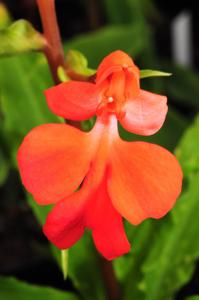 Habenaria rhodocheila
