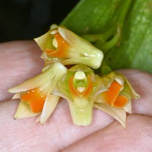 Dendrobium euryanthum
